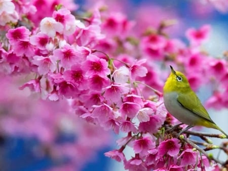 Memories of spring - branch, green, flowers, spring, bird