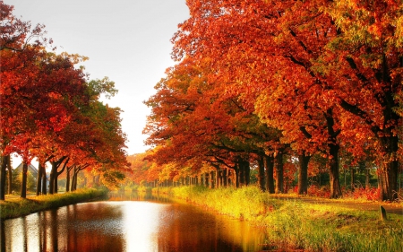 October river - autumn, trees, river, orange, gold