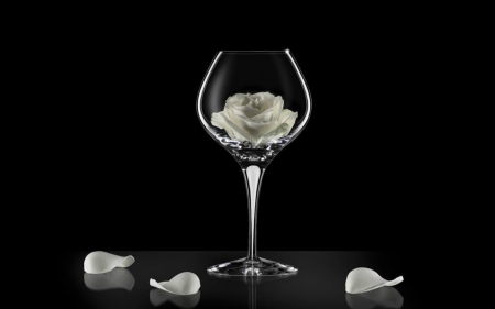 White Rose in the Glass