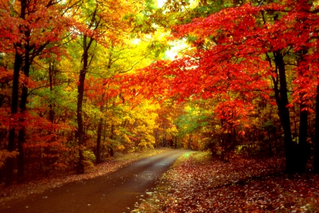 Road in autumn forest - autumn, trees, path, road, foliage, serenity, fall, forest, walk, beautiful, leaves, colors