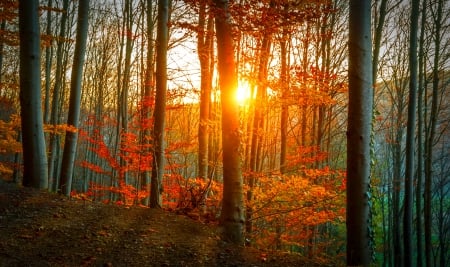 Sunlight in autumn forest