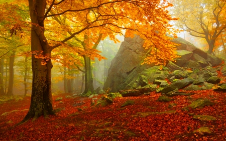 Autumn forest - trees, branches, beautiful, colors, forest, lovely, fall, nature, autumn, mist, golden, foliage, rocks