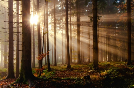 Forest - forest, trees, sun, autumn