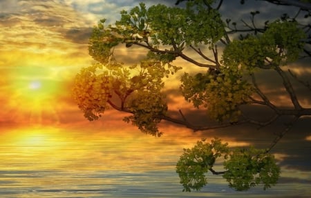 Tree in sunset - picture, color, wallpaper, new