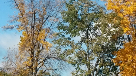 Autumn Sky - Autumn, Fall, Seasons, tree, sky