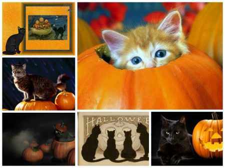 Halloween Cats - holiday, kitten, collage, Halloween, pumpkin, art, cat