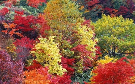 Colorful Autumn Forest - colorful, forests, trees, nature, autumn, colors