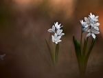 Wild Flowers