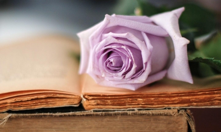 Still Life-Amazing Rose- - purple, still life, book, rose