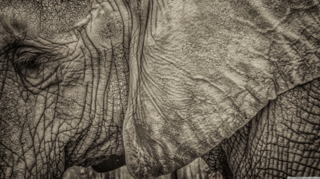 a sad day - elephant, eye, wrinkles, ear