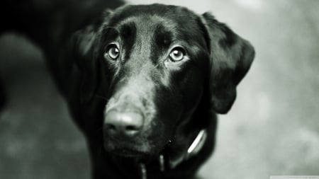 black lab - labrador, canine, black, dog