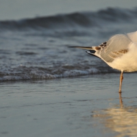 golden seagull