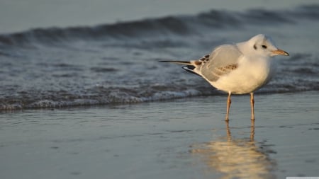 golden seagull - bird, golden, beach, seagull