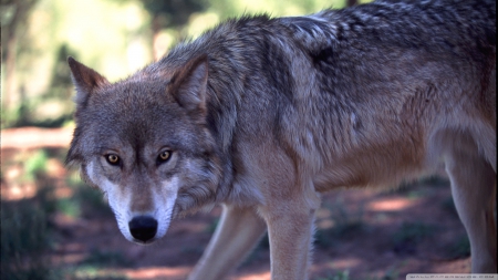 grey wolf hunting by dave johnson - wolf, hunting, grey, dog