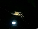 hunting spider