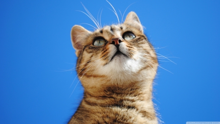 interested look - tabby, blue, sky, cat