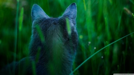 on the hunt - cat, grey, green, grass