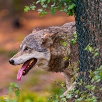 wolf behind the tree