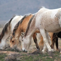 Mustangs VII.