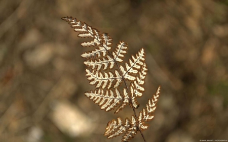 Leaf - abstract, close-up, photography, HD, fall, nature, autumn, macro, seasons, wallpaper