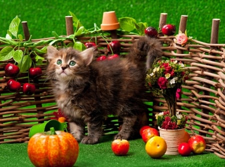 Autumn Siberian Kitten - flowers, sweet, flower pot, adorable, grass, plants, fruit, kitten, bucket, suberian, wooden fance, pumpkins