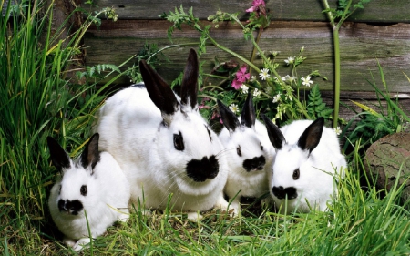 BUNNY FAMILY - BUNNY, CUTE, FAMILY, LITTLE