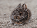 CUTE BABY BUNNY