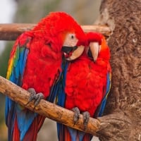 PAIR OF MACAWS