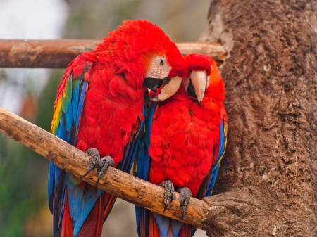 PAIR OF MACAWS - two, birds, parots, macaws