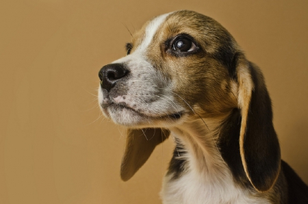 BEAGLE DOG