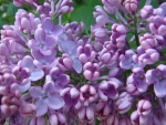 LOVELY LILAC BLOSSOMS