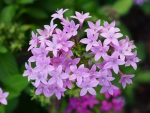 Verbena