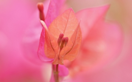 Macro - flower, pink, macro, autumn