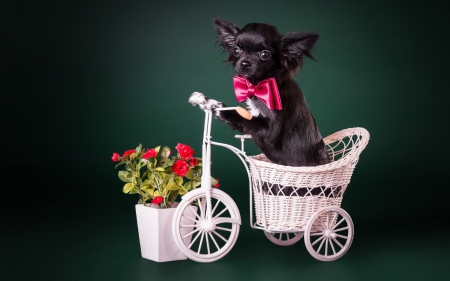 Puppy - puppy, black, white, bow, dog, pink, animal, cute, flower