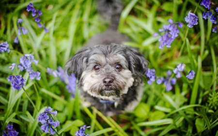 Puppy - puppy, summer, purple, dog, blue, animal, green, flowers, cute