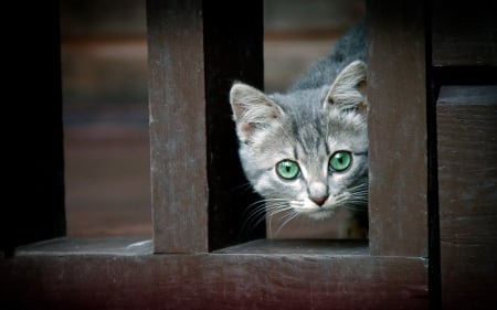 Hello! - animal, cute, fence, green eyes, kitten, cat, grey, wood