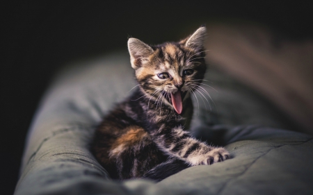 Carmeeen! - for carmen, animal, funny, cute, kitten, cat, tongue