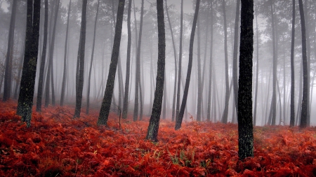 Misty Autumn Forest