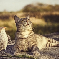 Cat and Bird--Curiosity