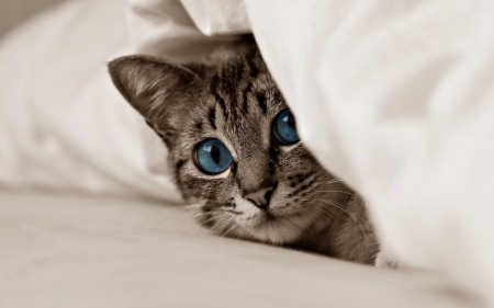 Boo! - boo, white, animal, hiding, funny, cute, cat, blue eyes