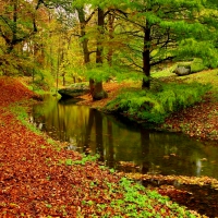 River in autumn forest