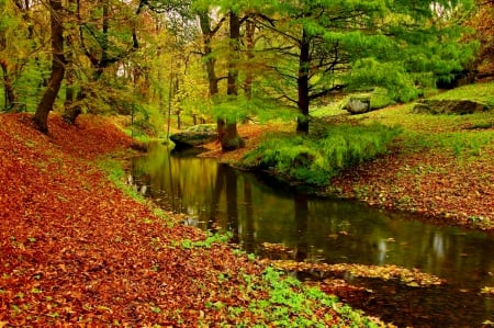 River in autumn forest - autumn, serenity, foliage, creek, nature, fall, forest, river, beautiful, colors