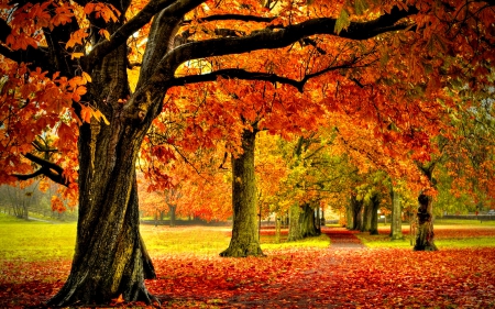 Autumn park - autumn, trees, park, serenity, foliage, nature, fall, walk, beautiful, colors