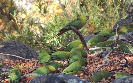 Emerald Parrots - animal, parrots, emerald, trees, birds, green