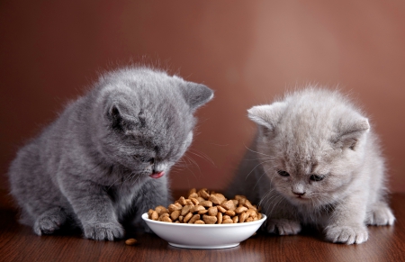 Cute grey kittens - cute, animals, beautiful, kitties, sweet, kittens, adorable, cats, friends, eat, grey, fluffy