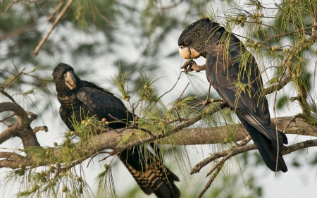 Black Cockatoo - black, trees, branches, birds, animal, cockatoo