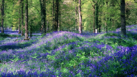 Flower Carpet in Forest - nature, flowers, forests, trees