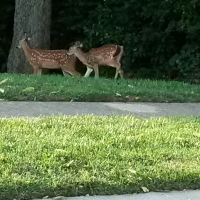 Curious Deer