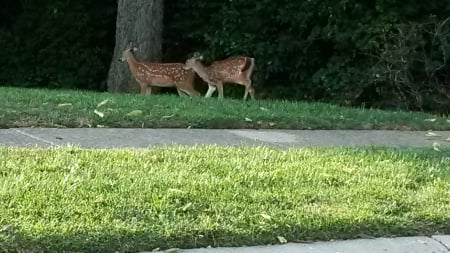 Curious Deer - nature, animals, deer, photography