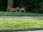 Curious Deer